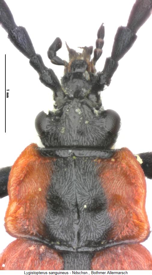 lygistopterus_sanguineus_vk.jpg