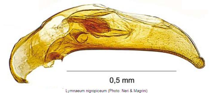 lymnaeum_nigropiceum.jpg