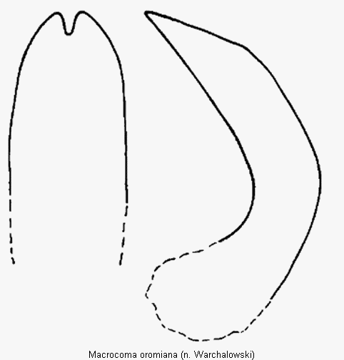 macrocoma_oromiana.gif