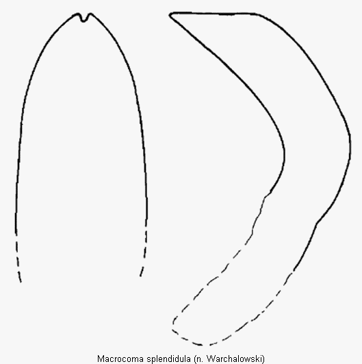 macrocoma_splendidula.gif