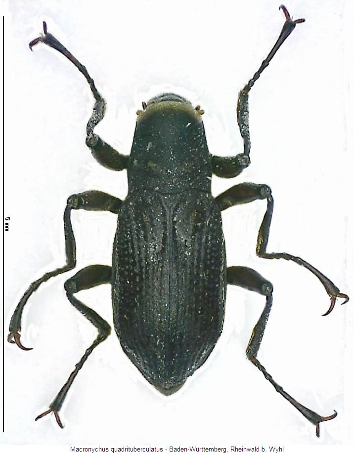 macronychus_quadrituberculatus_hab.jpg
