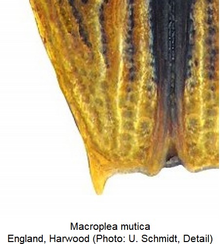 macroplea_mutica_dec.jpg
