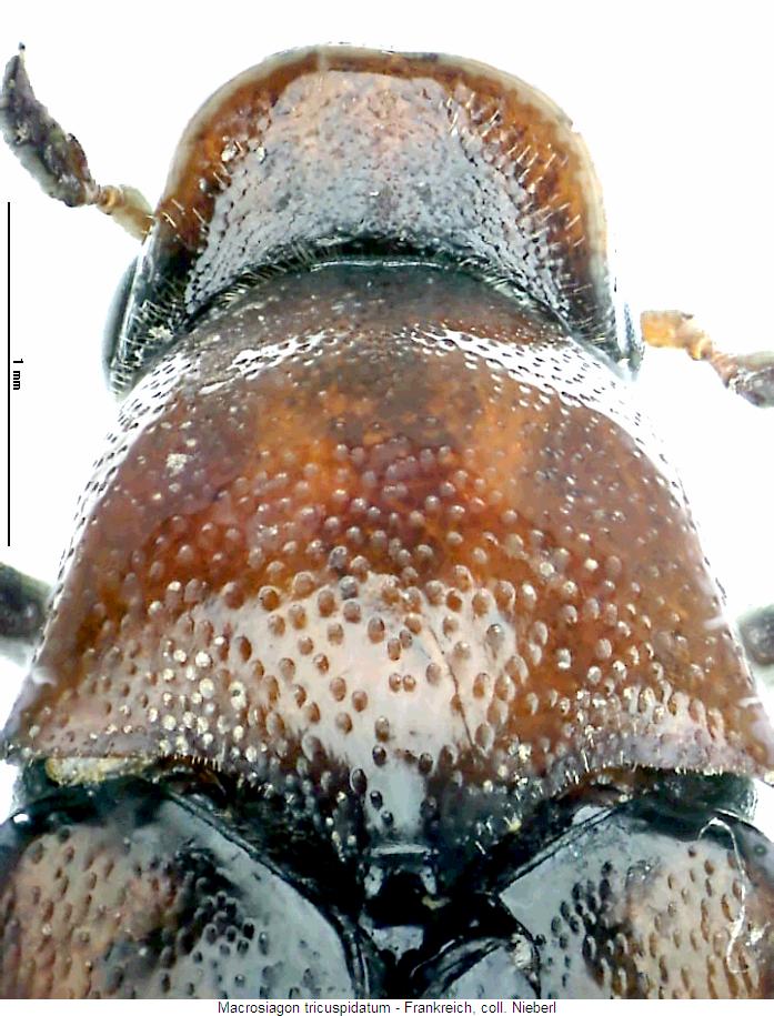macrosiagon_tricuspidatum_vk2.jpg