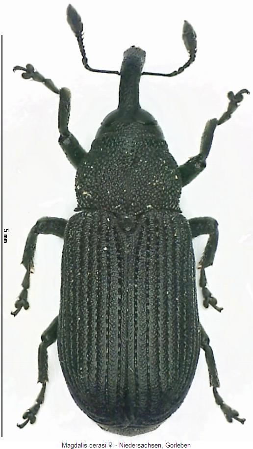 magdalis_cerasi_hab.jpg