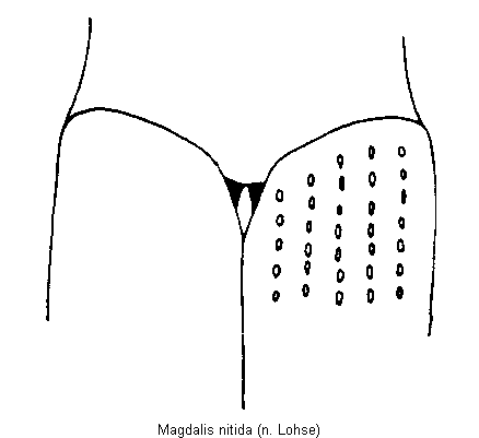 magdalis_nitida_fld.gif