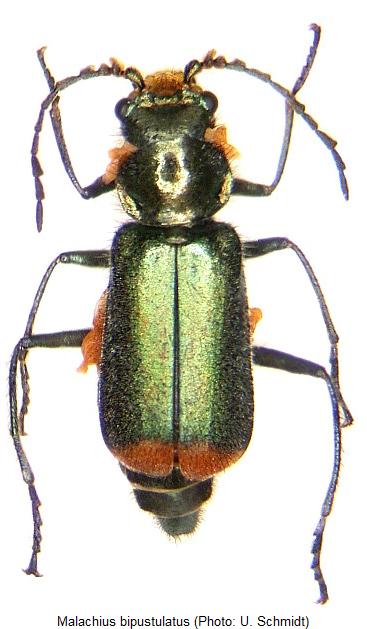 malachius_bipustulatus_hab.jpg