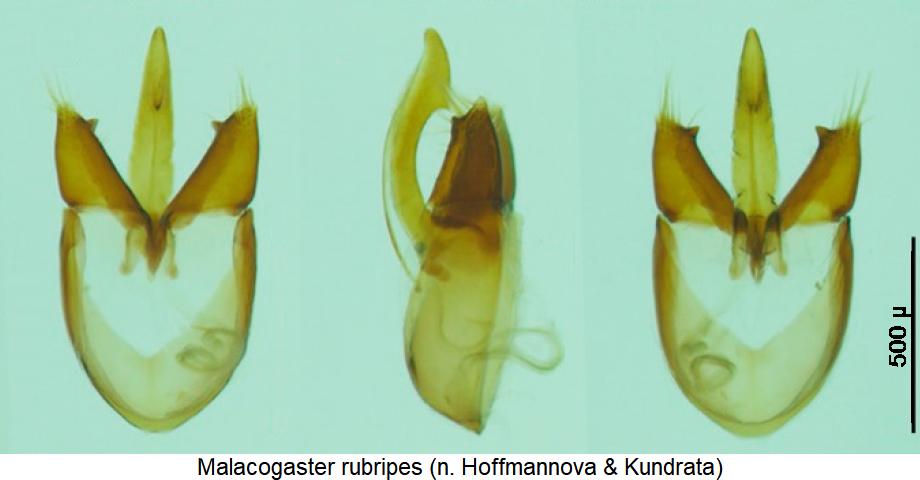 malacogaster_rubripes.jpg