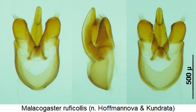 malacogaster_ruficollis.jpg