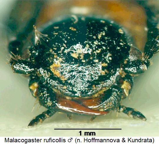 malacogaster_ruficollis_m_ol.jpg