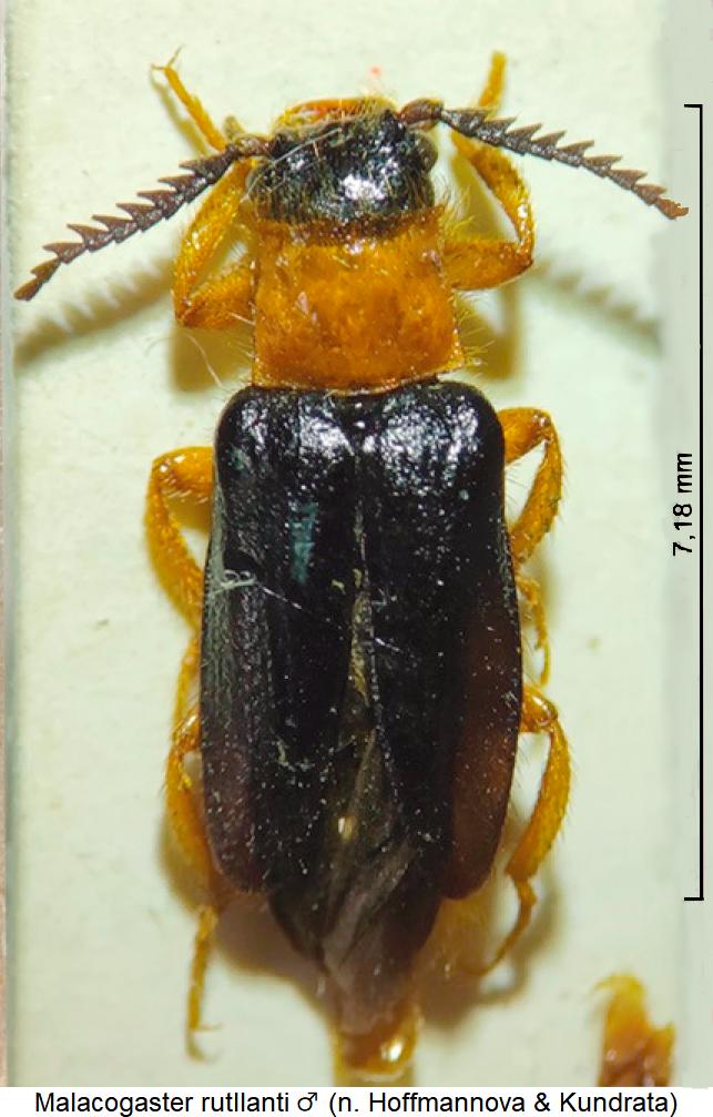 malacogaster_rutllanti_m_hab.jpg