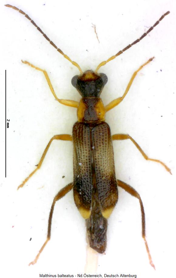 malthinus_balteatus_hab.jpg