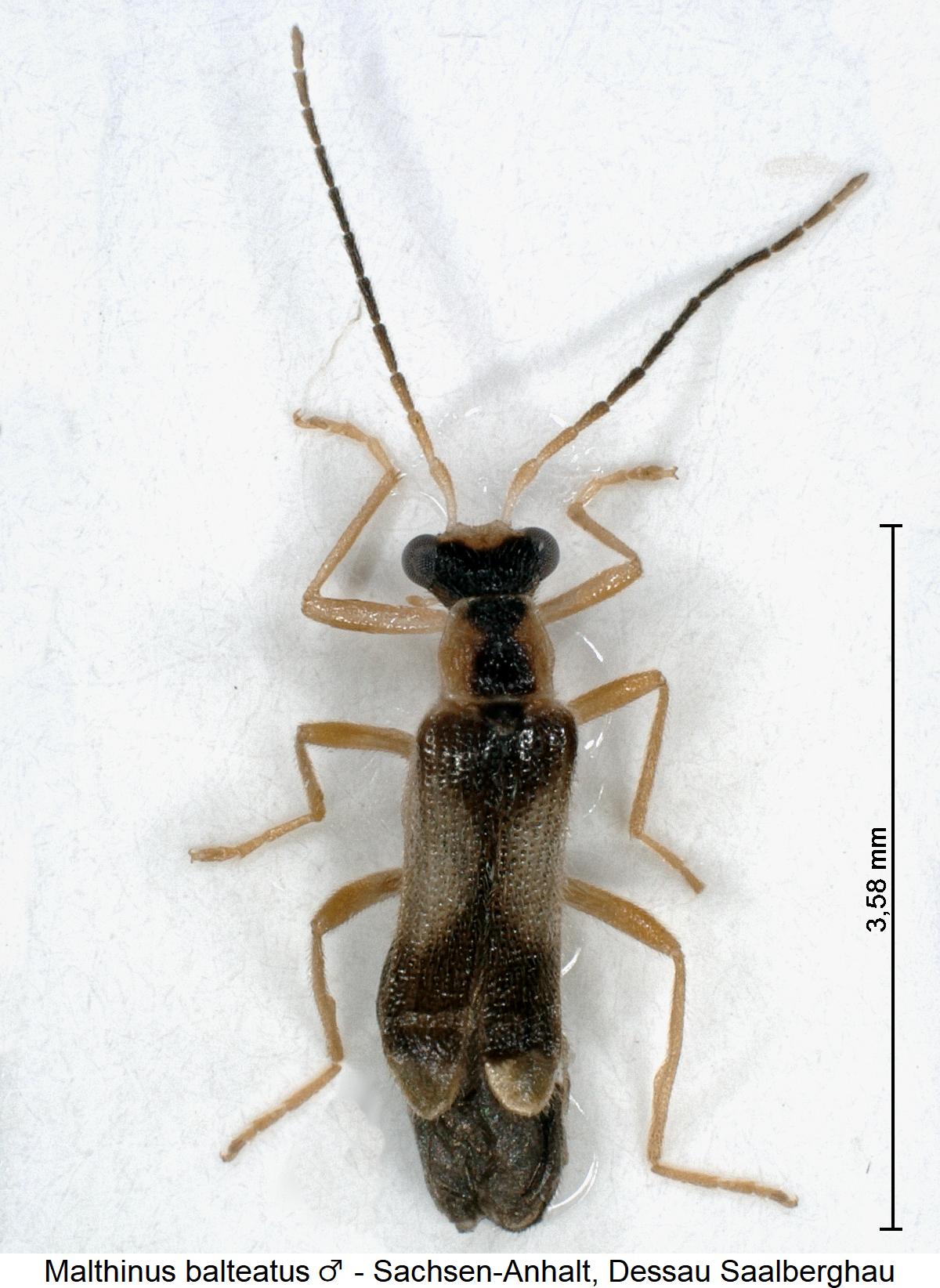 malthinus_balteatus_m_hab.jpg