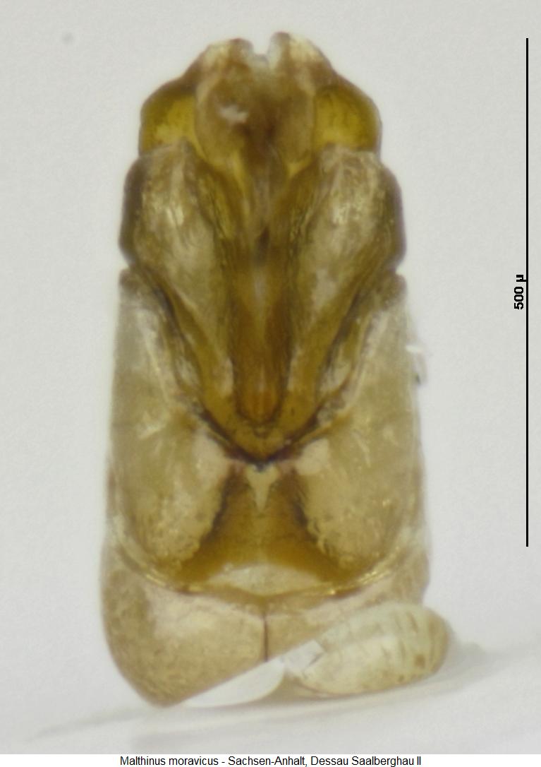 malthinus_moravicus2.jpg