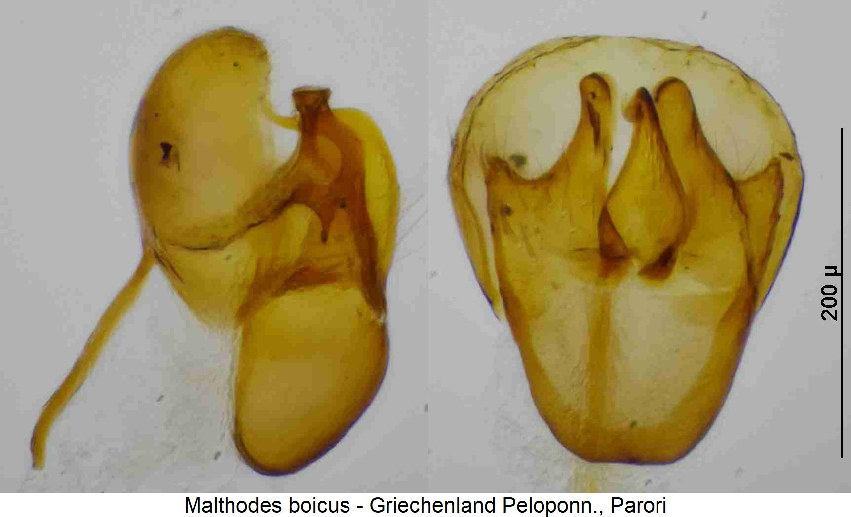 malthodes_boicus.jpg