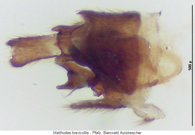 malthodes_brevicollis_hlb.jpg