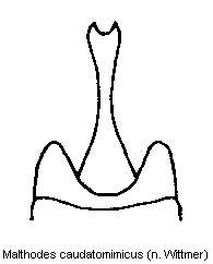 malthodes_caudatomimicus_ster.gif