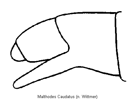 malthodes_caudatus_hlb.gif
