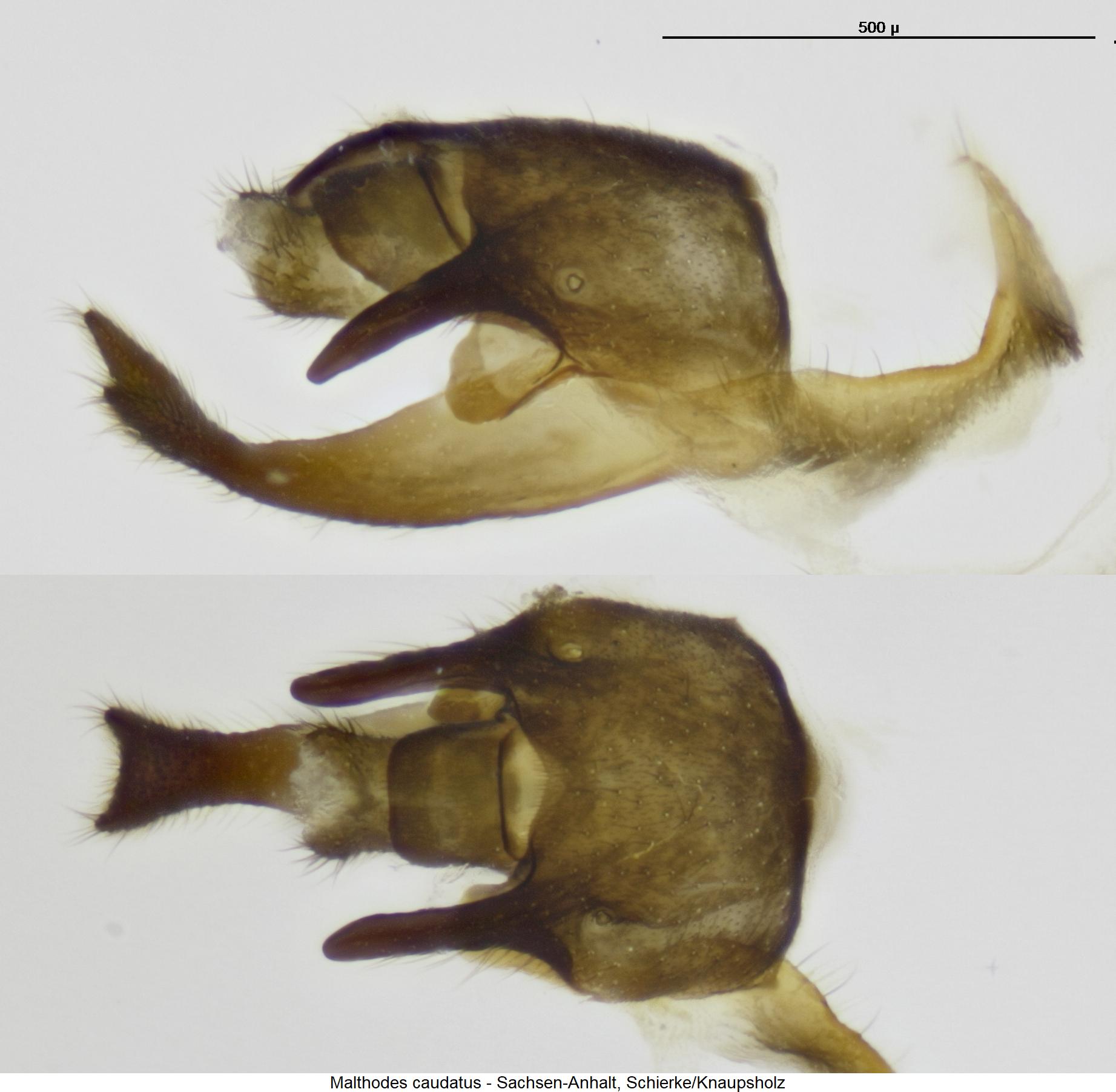 malthodes_caudatus_hlb.jpg