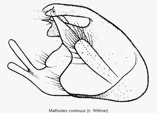 malthodes_continuus.gif