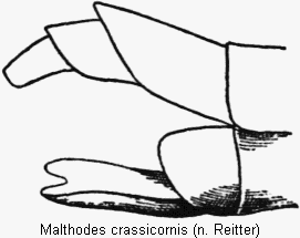 malthodes_crassicornis_hlb.gif