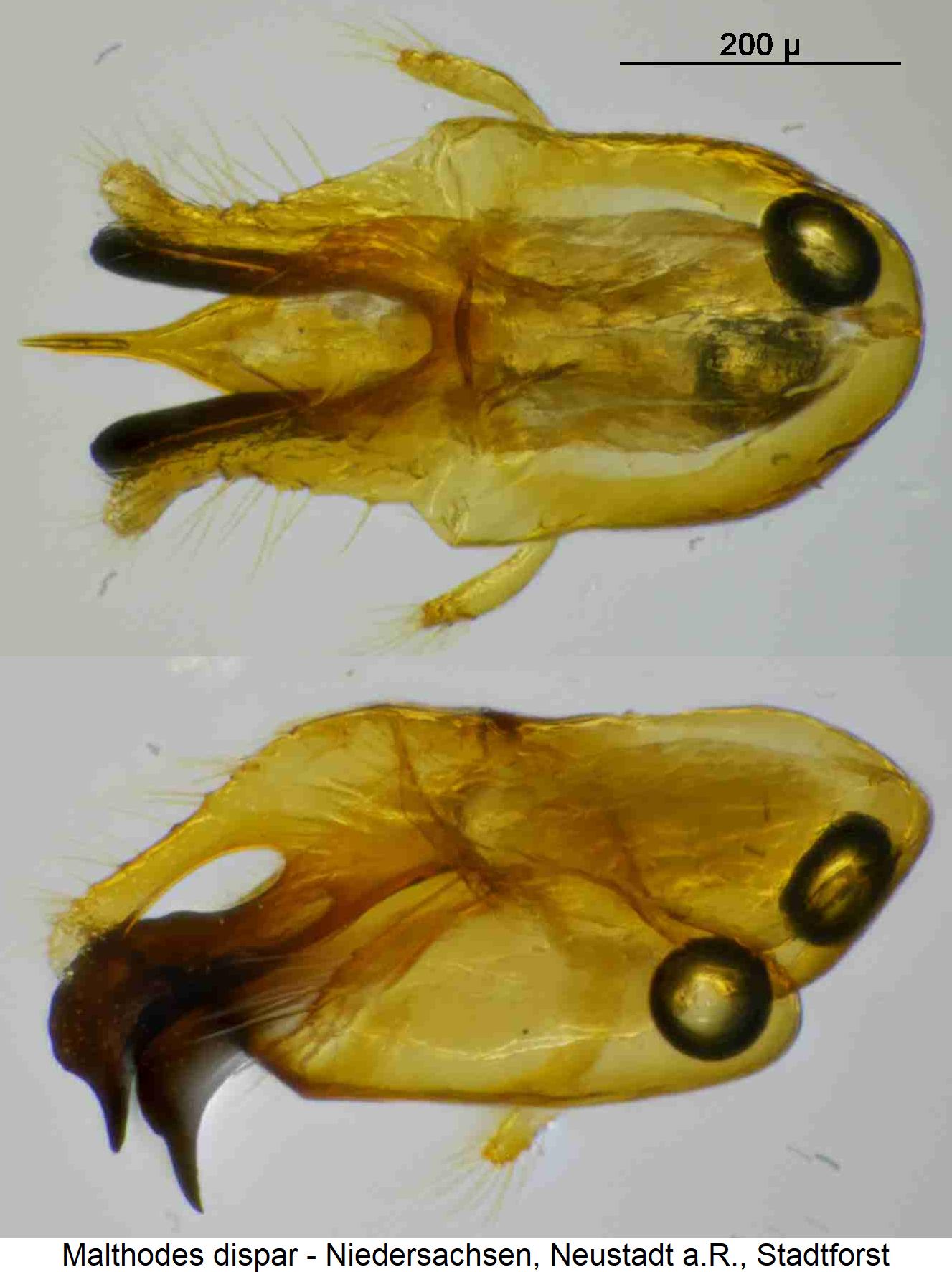 malthodes_dispar.jpg