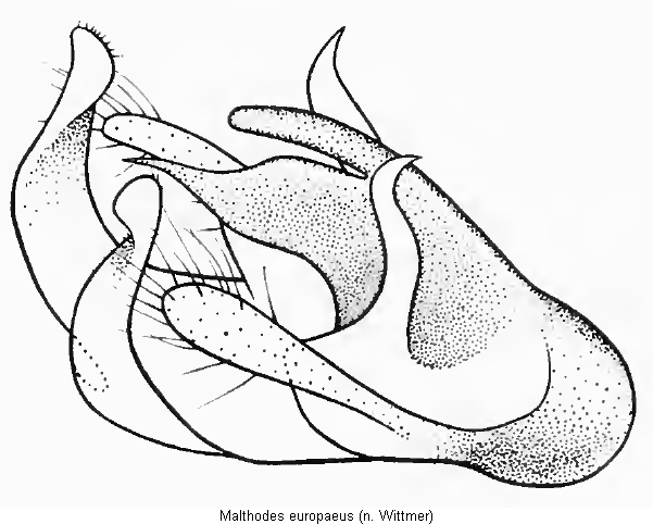 malthodes_europaeus.gif