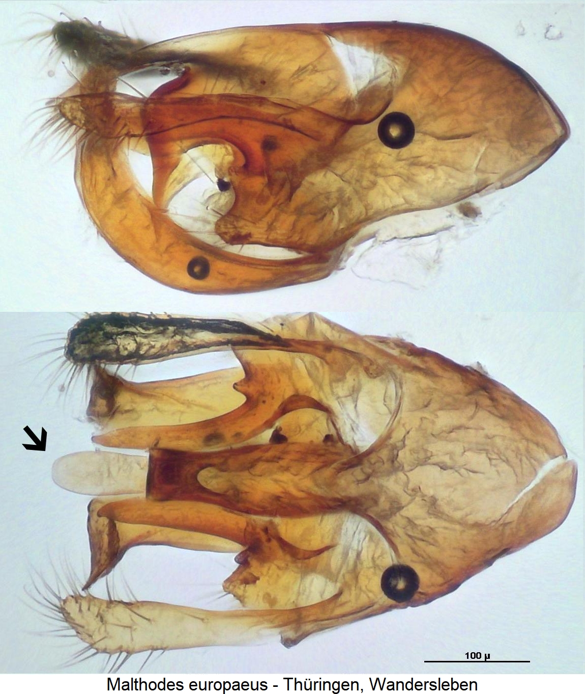 malthodes_europaeus.jpg
