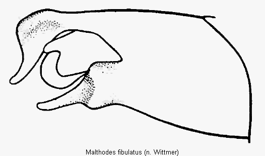malthodes_fibulatus_hlb1.gif