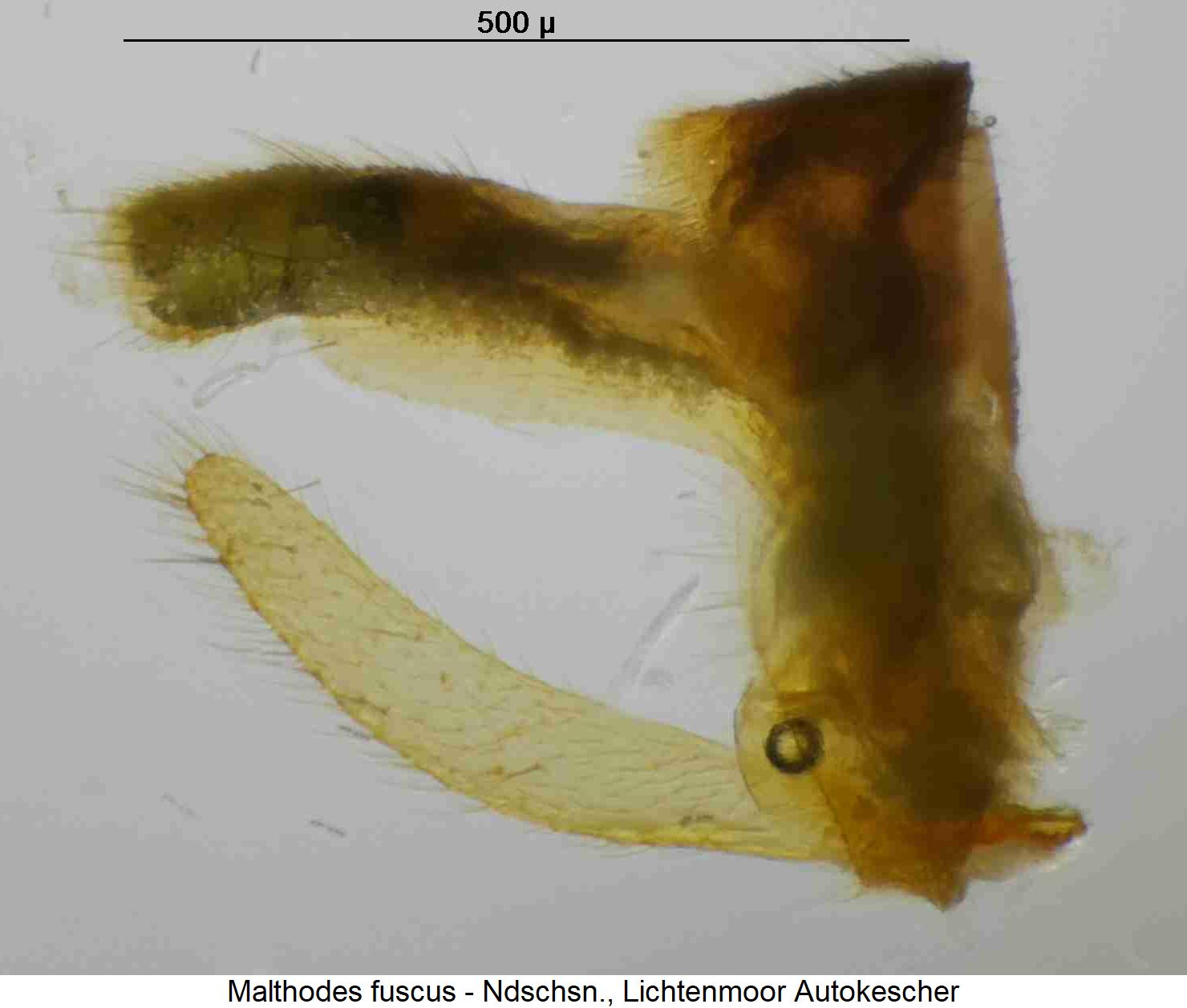 malthodes_fuscus_hlb.jpg