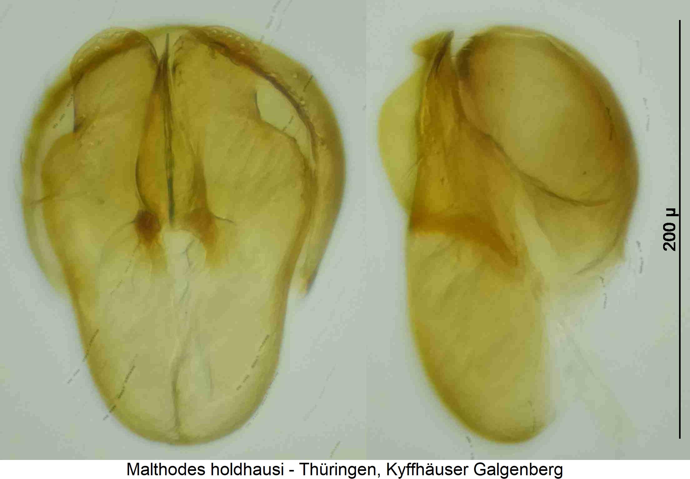 malthodes_holdhausi.jpg