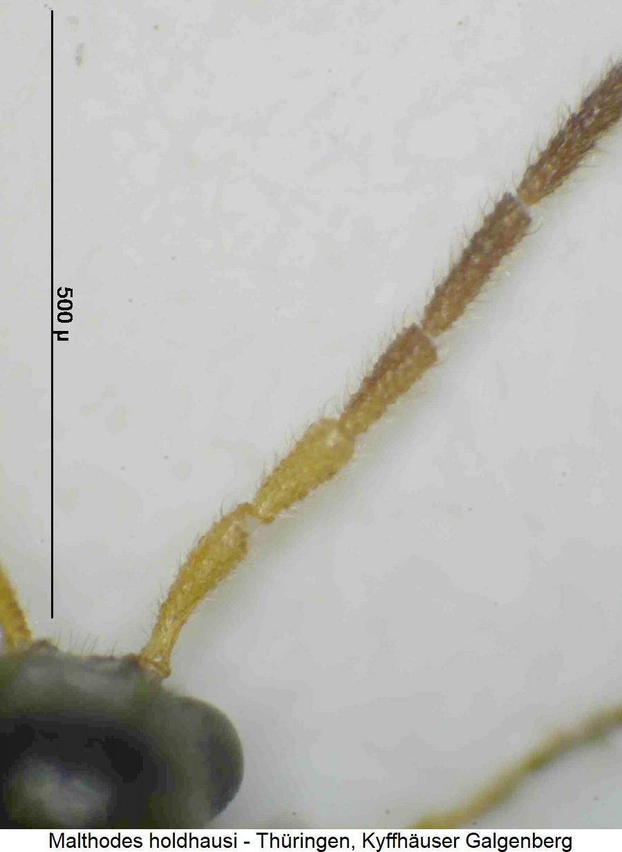 malthodes_holdhausi_f.jpg