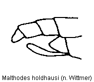 malthodes_holdhausi_hlb.gif