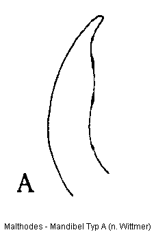 malthodes_mand_a.gif