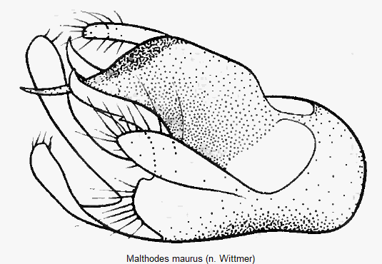malthodes_maurus.gif