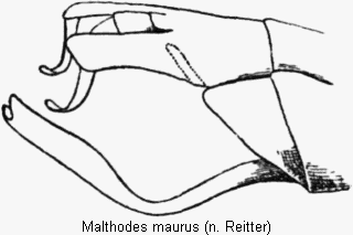 malthodes_maurus_hlb.gif