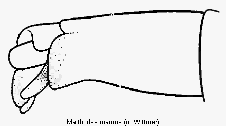 malthodes_maurus_hlb1.gif