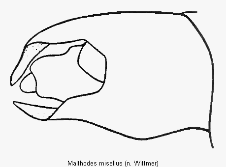 malthodes_misellus_hlb.gif