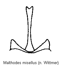 malthodes_misellus_ster.gif