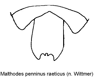 malthodes_raeticus_ster.gif