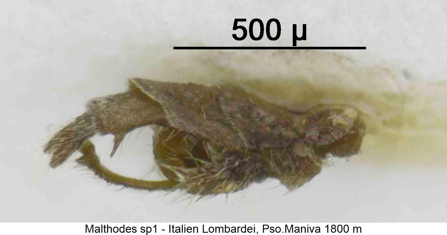 malthodes_sp1_hlb.jpg