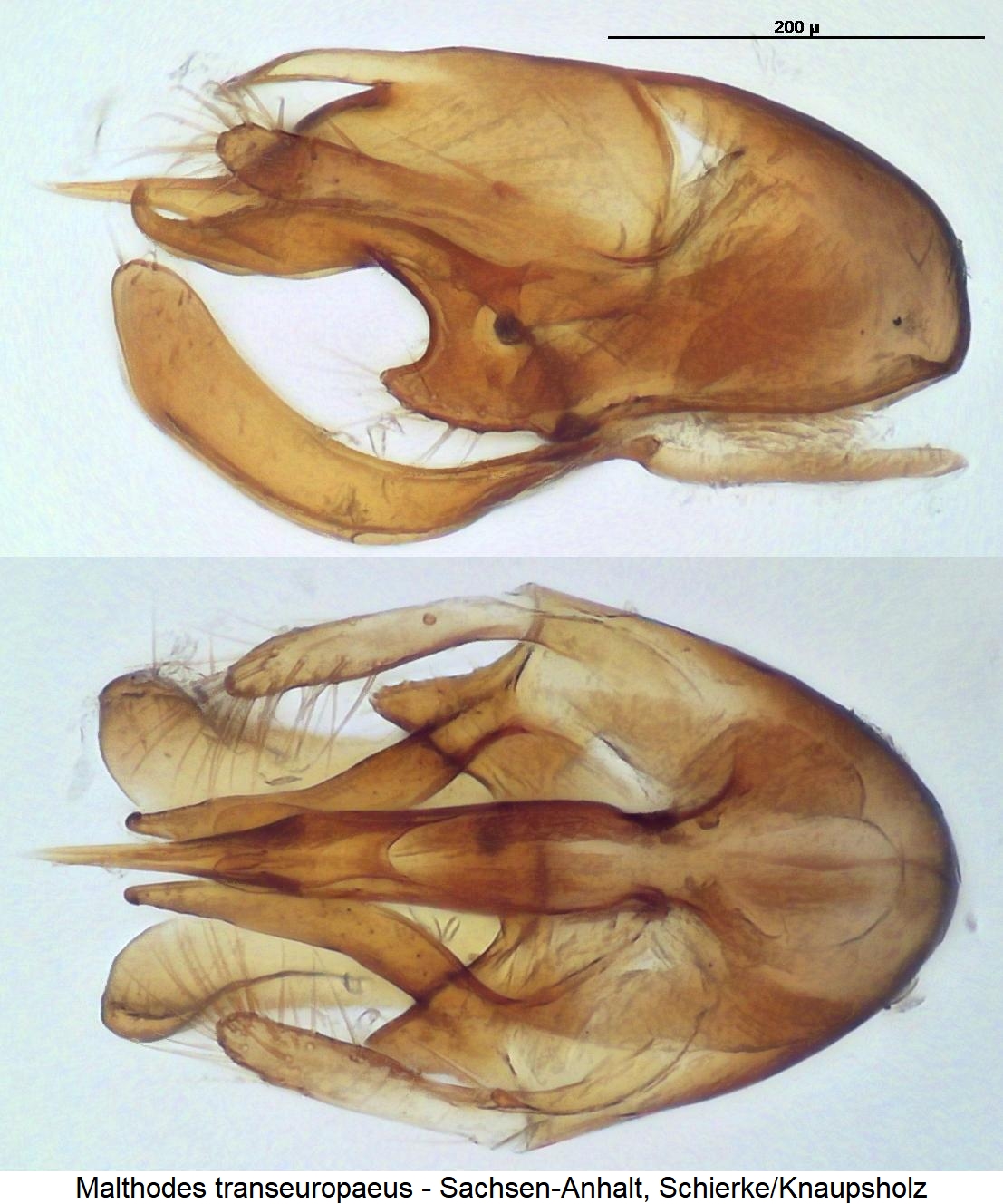malthodes_transeuropaeus.jpg