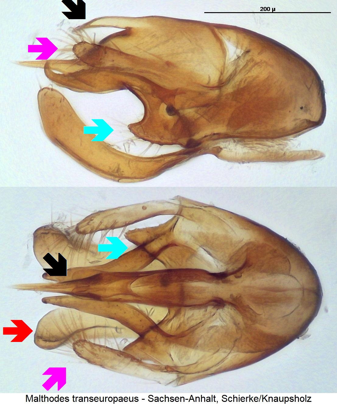 malthodes_transeuropaeus_markiert.jpg
