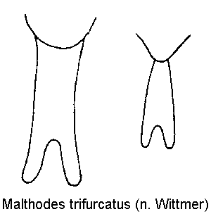 malthodes_trifurcatus_ter.gif