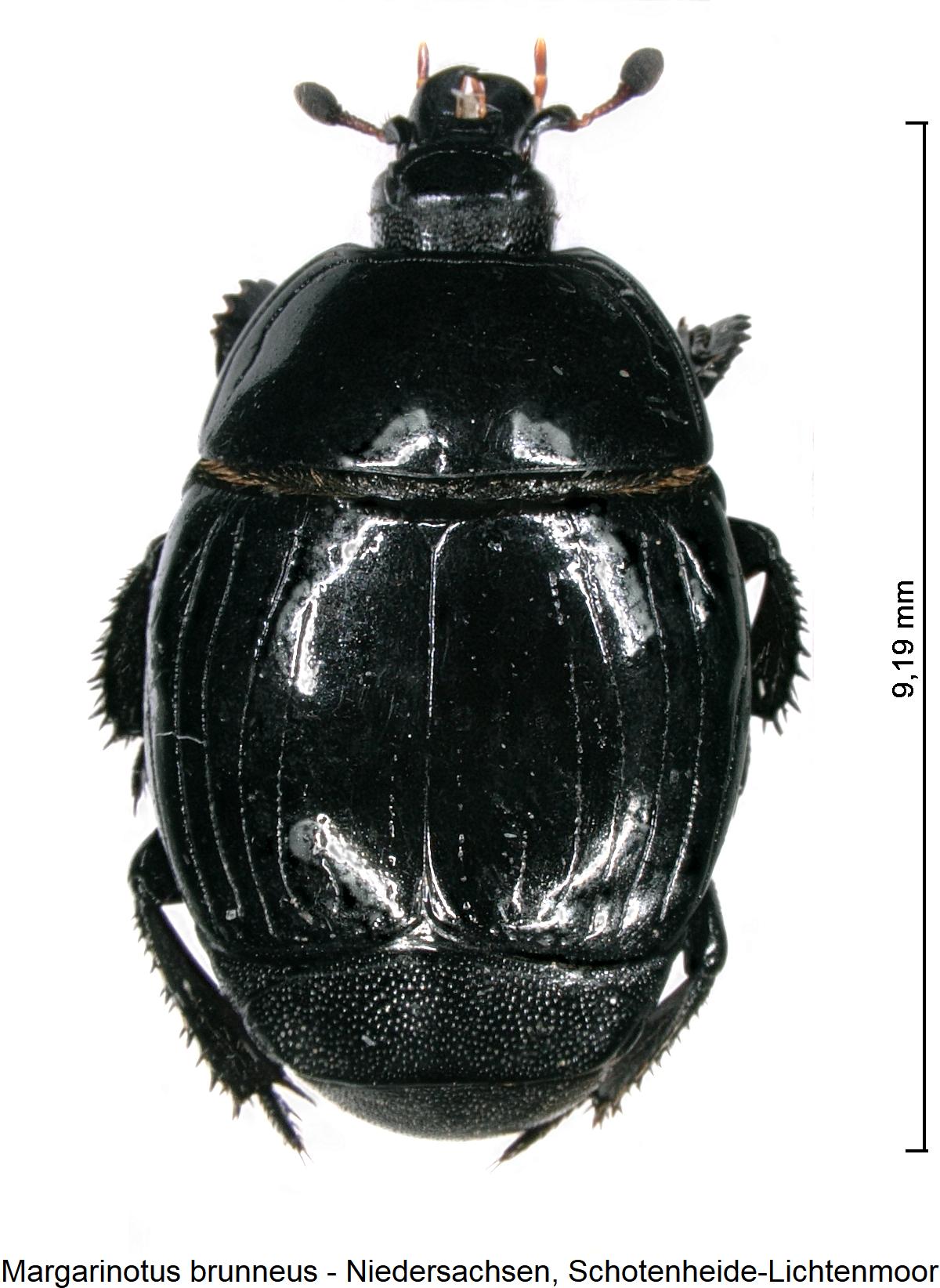 margarinotus_brunneus_hab.jpg