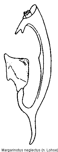 margarinotus_neglectus.gif