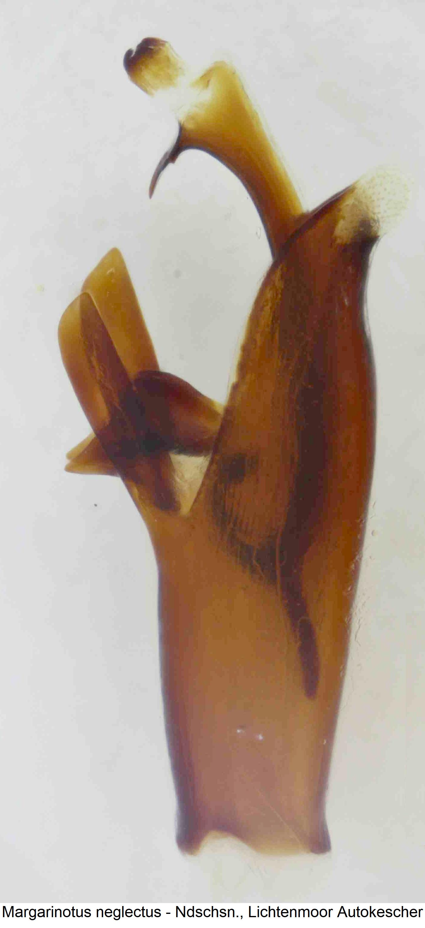 margarinotus_neglectus.jpg
