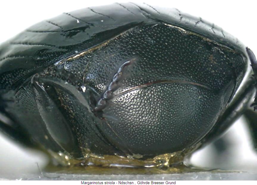 margarinotus_striola_pyg.jpg