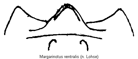 margarinotus_ventralis_kehlpl.gif