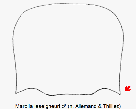 marolia_leseigneuri_hsch.gif