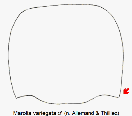 marolia_variegata_hsch.gif